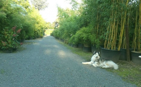 Hauptweg in der Bambus Baumschule Willumeit mit unserem Hund Husky Lucky