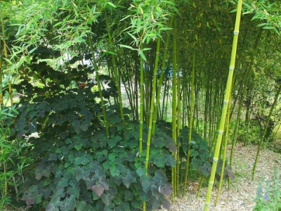 Rotblättriger Judasbaum im Kontrast mit Phyllostachys