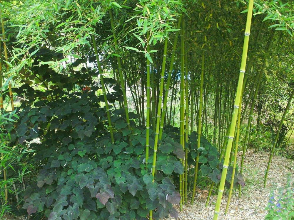 Rotblättriger Judasbaum im Kontrast mit Phyllostachys